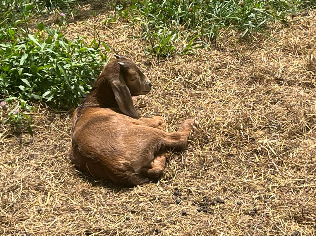 Weston Red Barn Farm-Weston必去景点