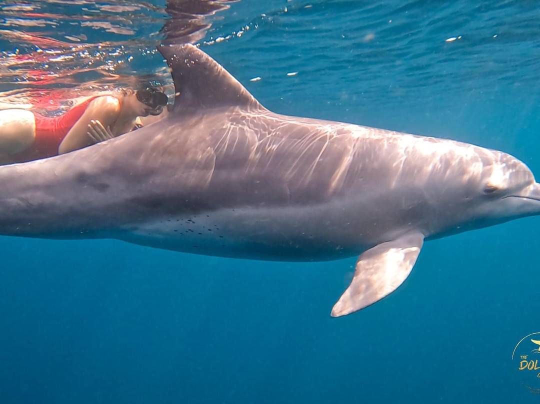 The Dolphin Centre-Ponta do Ouro必去景点