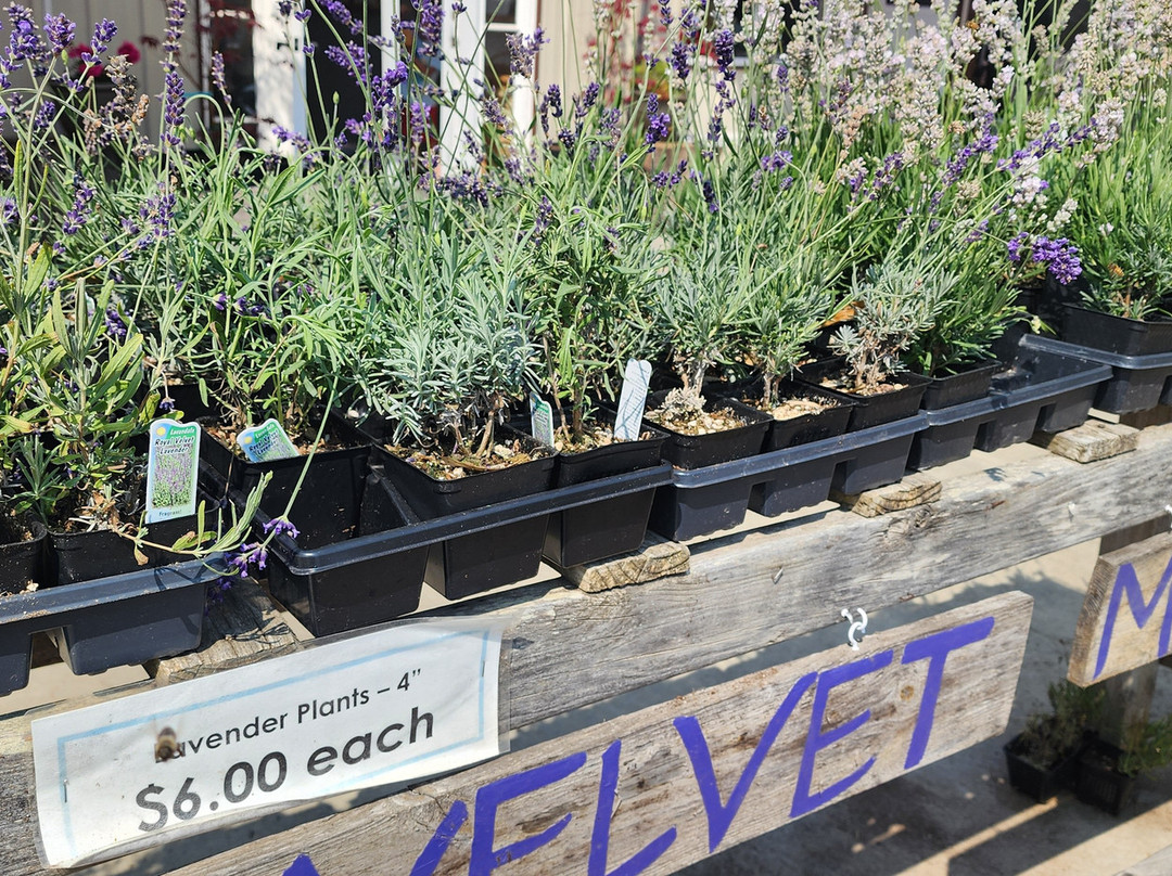 B & B Family Lavender Farm景点图片