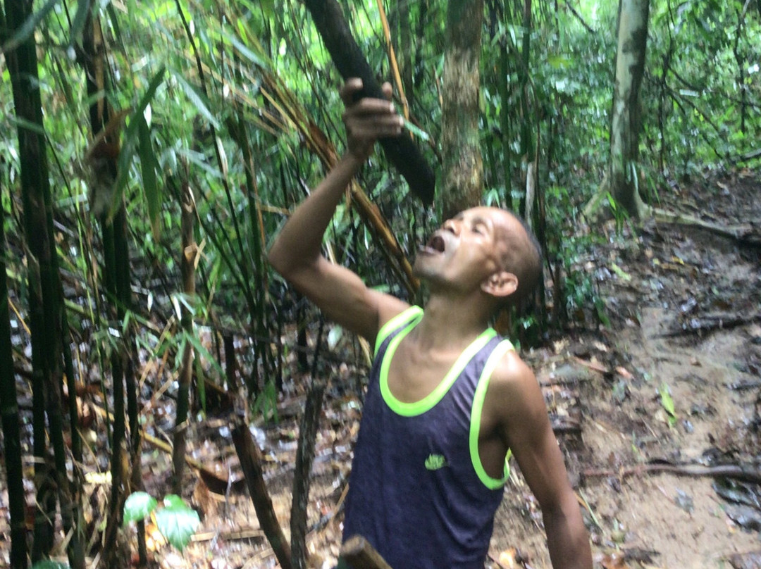 Pamulaklakin Forest Trail景点图片