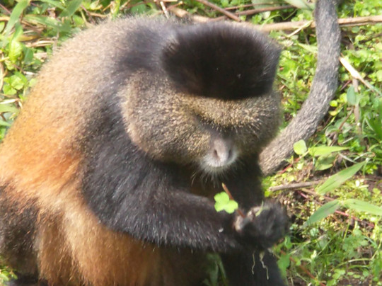 Primates Adventure-DMC-Ruhengeri必去景点