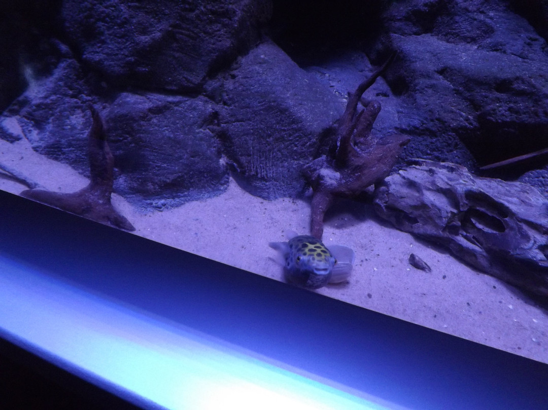 Atlantis Aquarium Madrid-阿罗约莫利诺斯必去景点