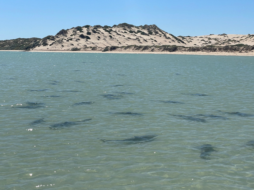 The Coral Bay Shark Nursery-珊瑚湾必去景点