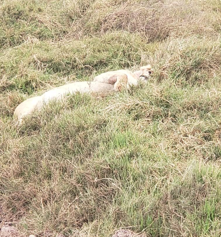 Tanzania Safari Radar - Serengeti Tours from Arusha-阿鲁沙必去景点