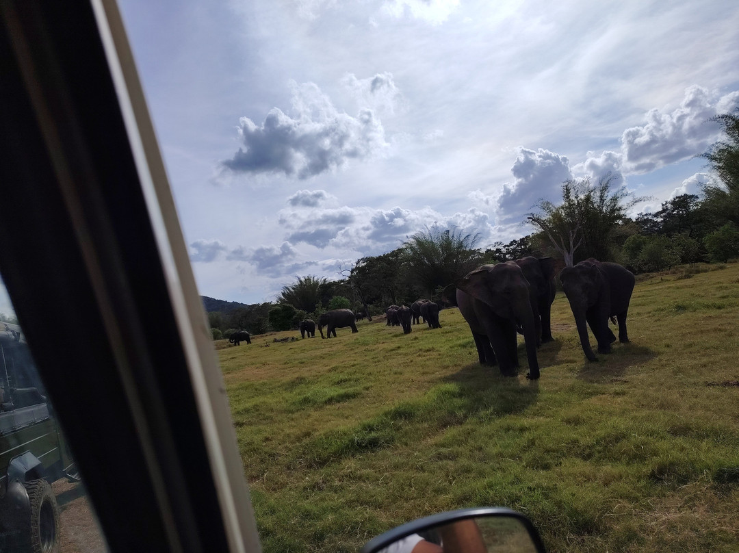 Minneriya Gajaga Safari-Minneriya必去景点