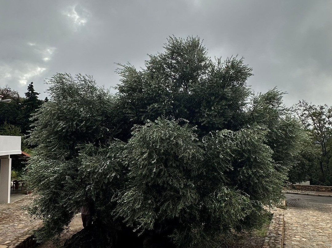 The Monumental Olive Tree of Vouves-Vouves必去景点