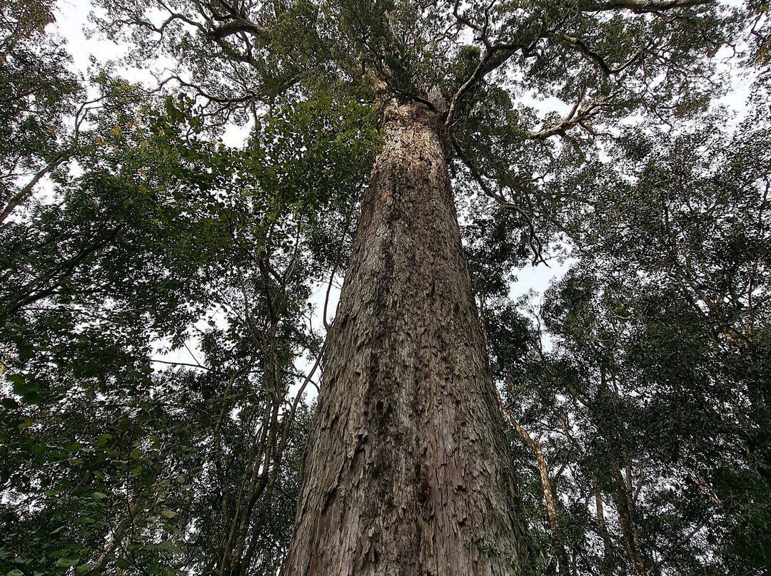 Jubilee Creek picnic site and walk-克尼斯纳必去景点