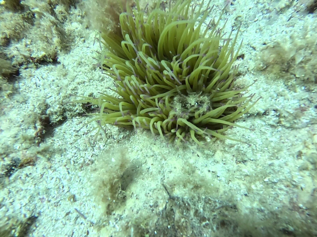 Orcasub Ibiza Diving Center景点图片