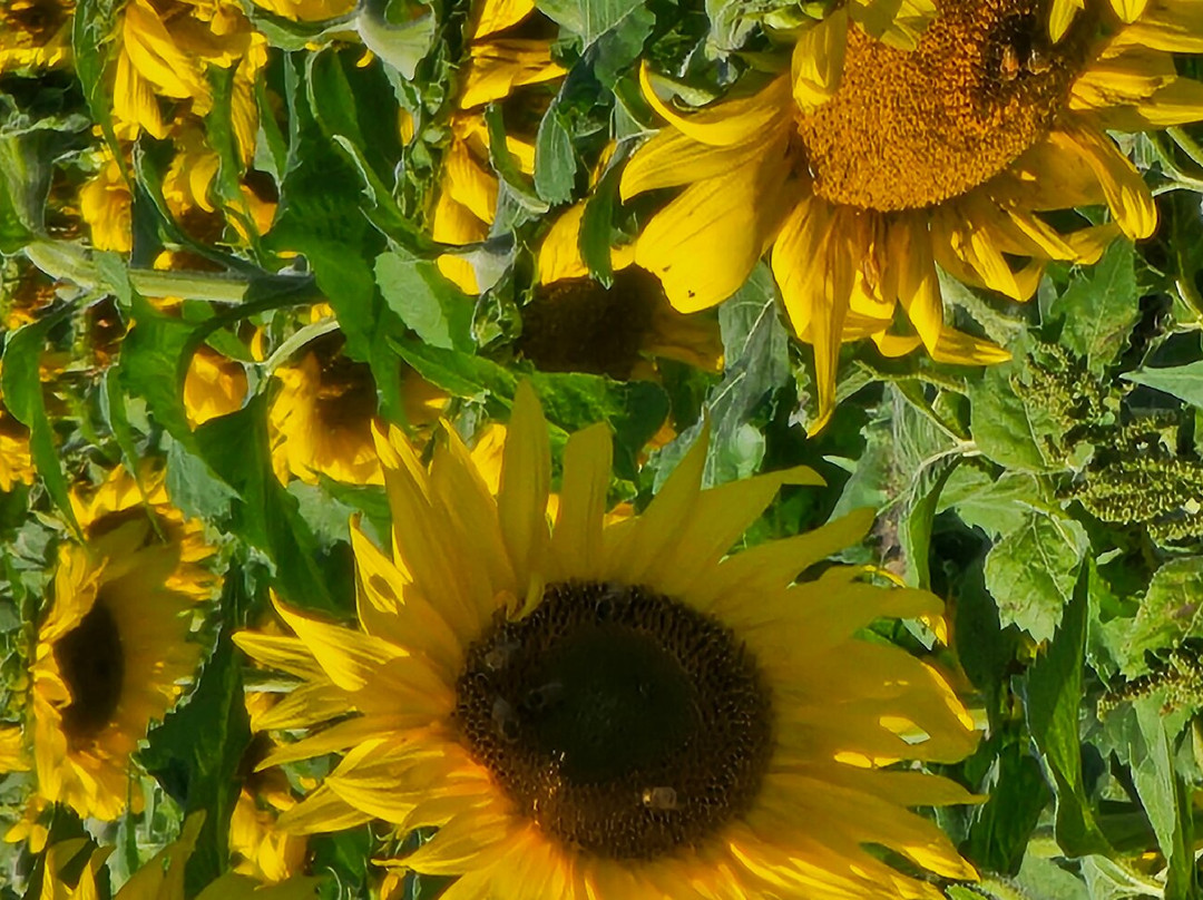 Sunflowers in Jarrettsville景点图片