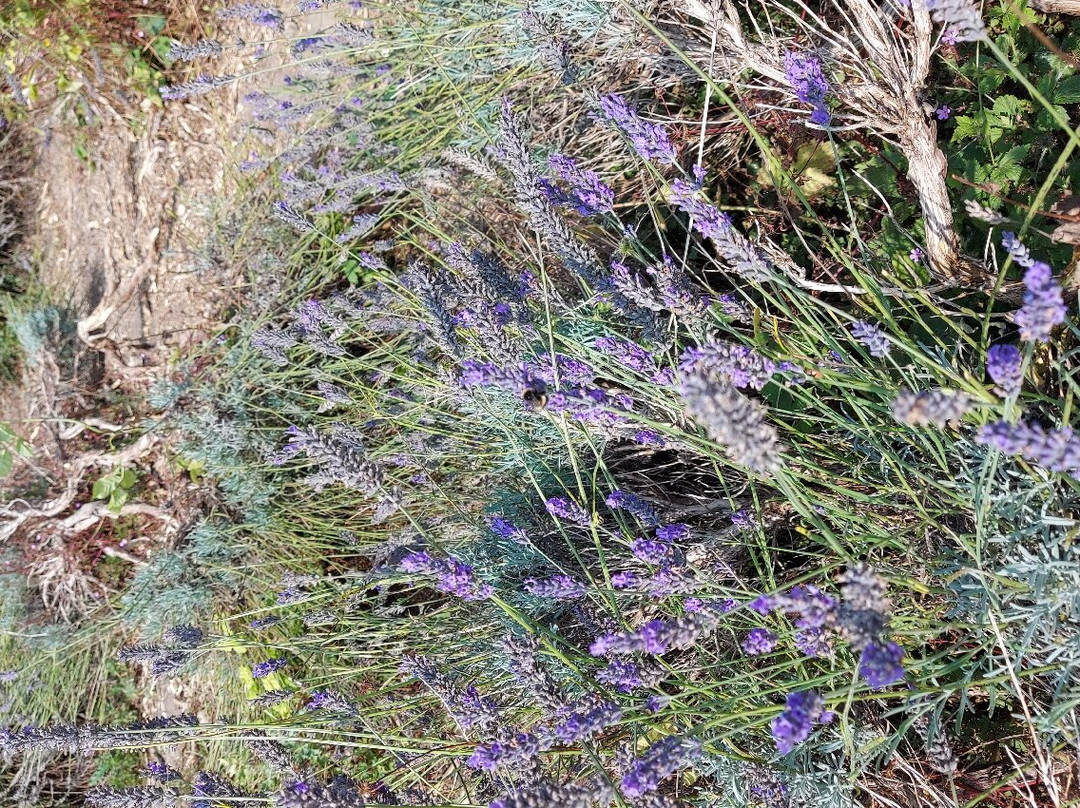 Hitchin Lavender景点图片