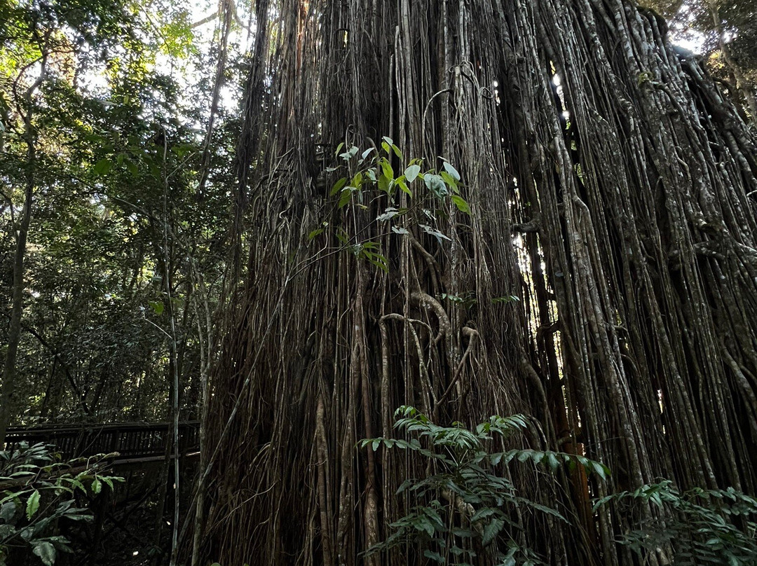 Curtain Fig National Park-Yungaburra必去景点