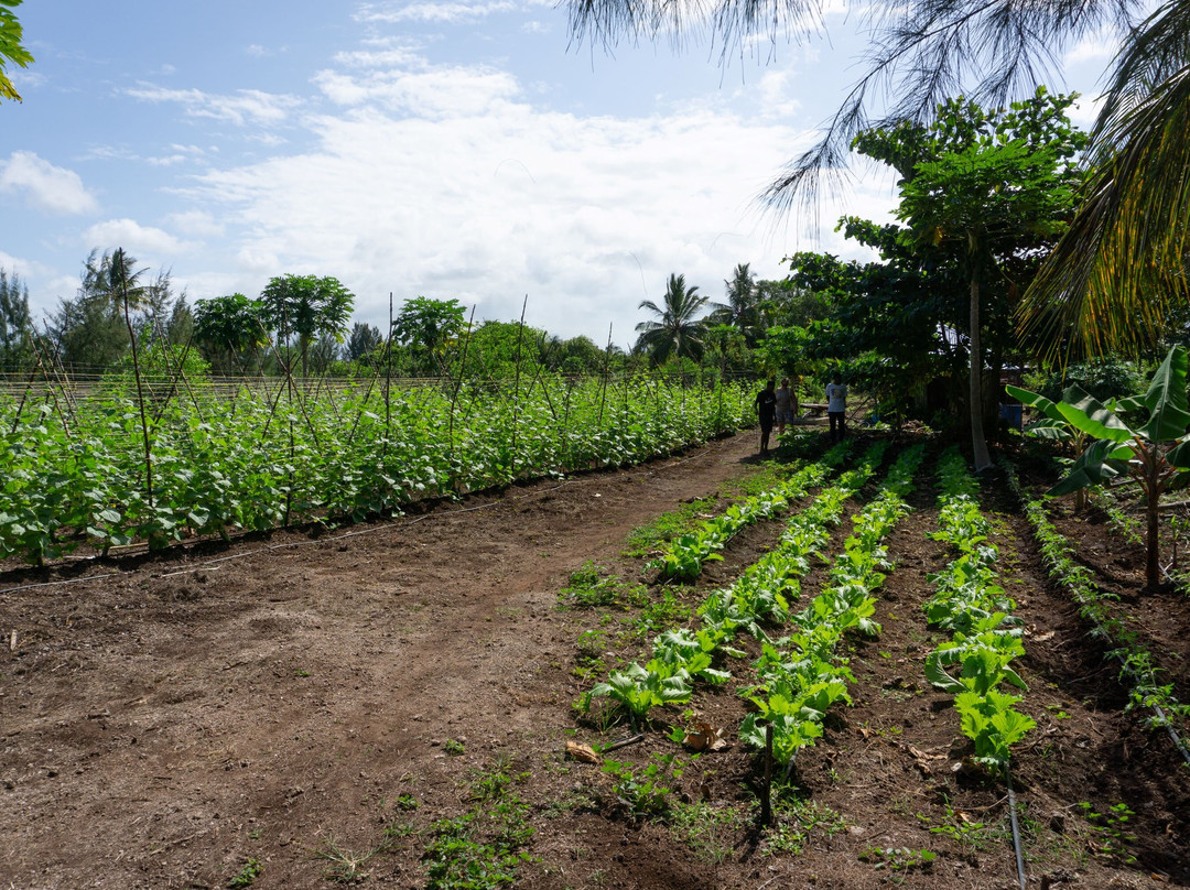 Bwejuu Quad Adventure-多恩维必去景点