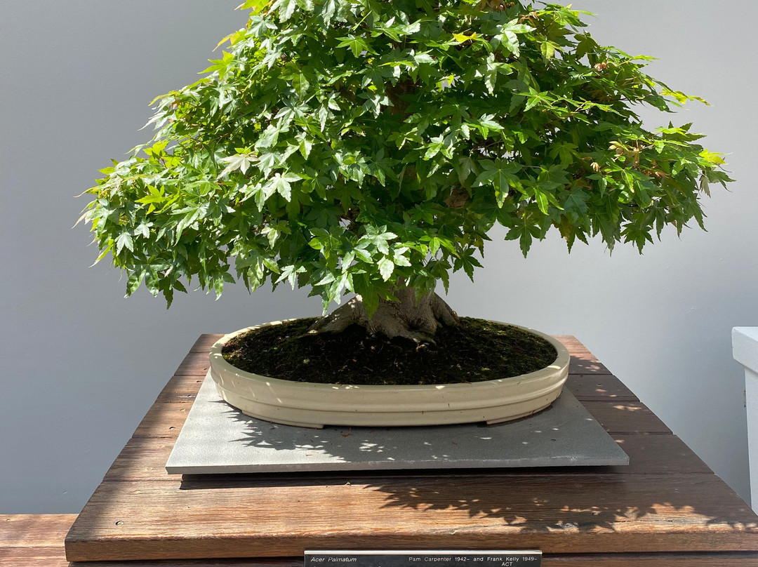 National Bonsai & Penjing Collection-Molonglo Valley必去景点
