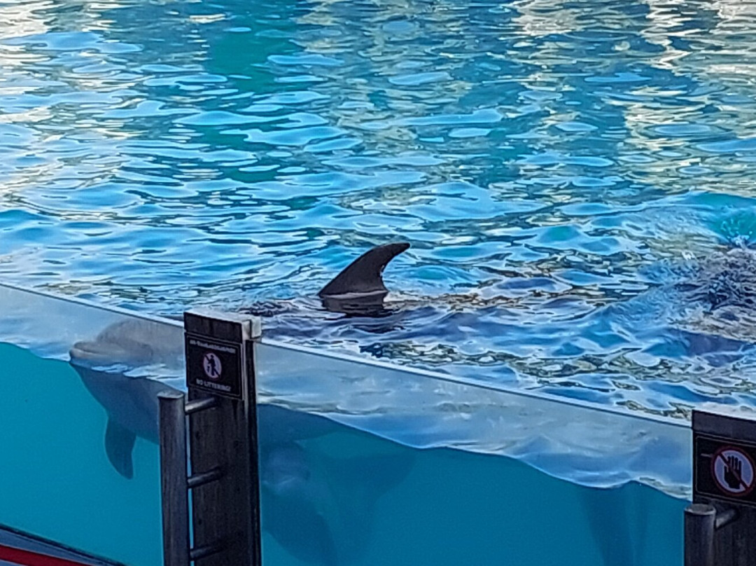Batumi Dolphinarium-巴统必去景点