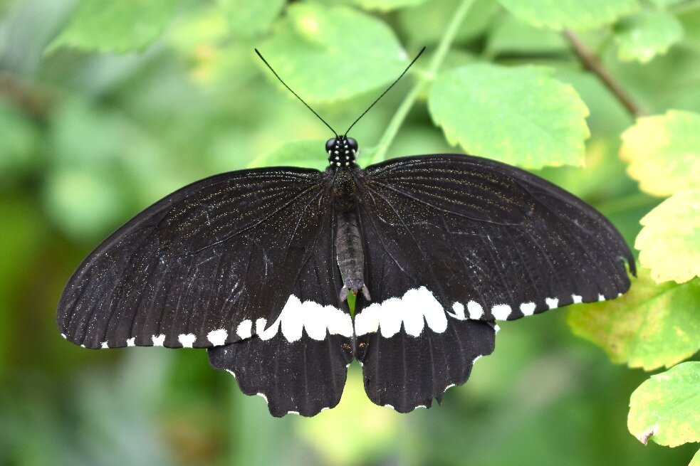 Eifalia Schmetterlingsgarten-Ahrhutte必去景点