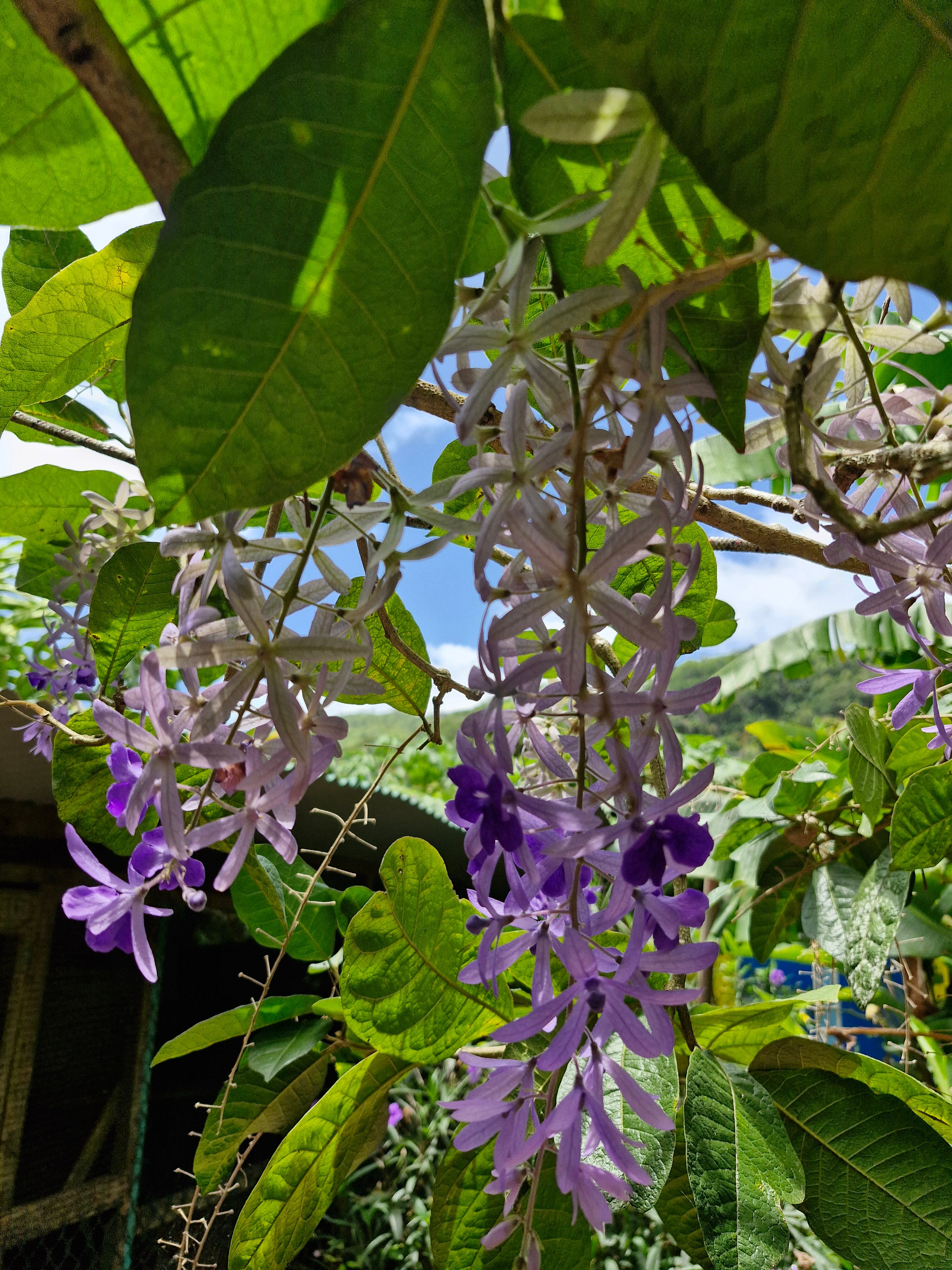 Kot Man-Ya Exotic Flower Garden用户实拍