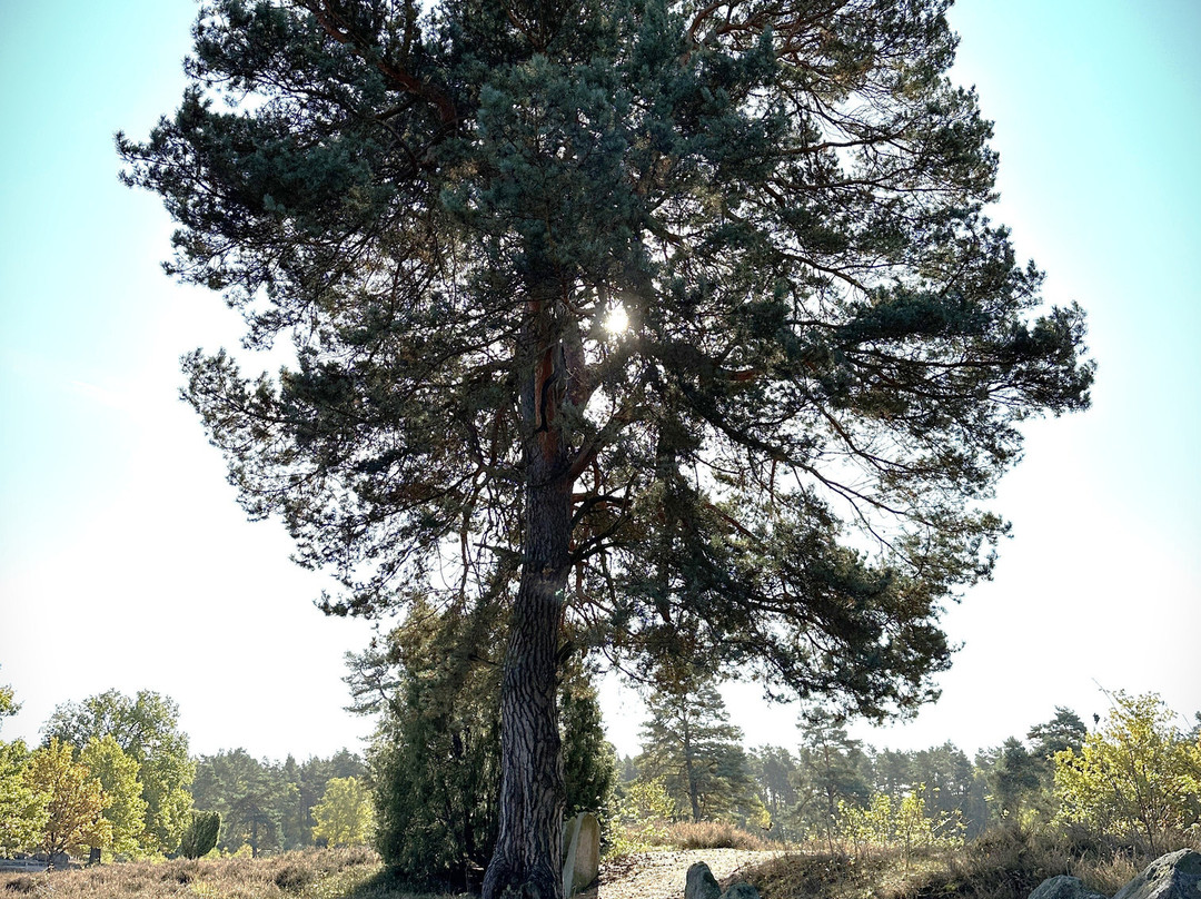 Oldendorfer Totenstatt-Oldendorf必去景点