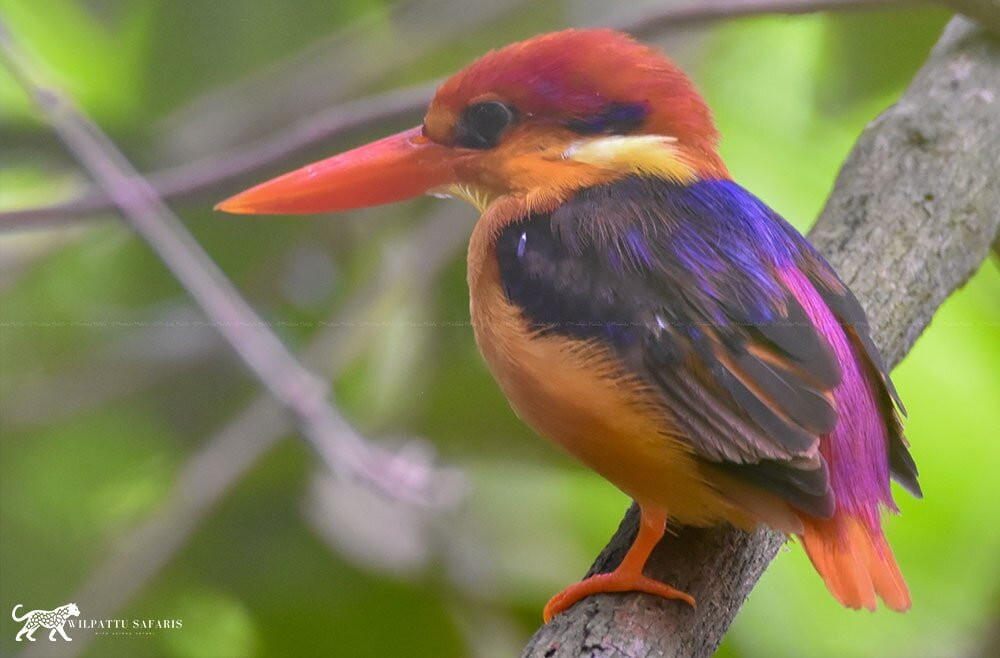 Wilpattu Safaris-Nochchiyagama必去景点