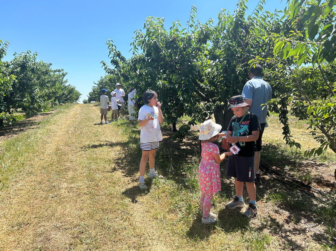 Ballinaclash Fruit & Wine-Young必去景点