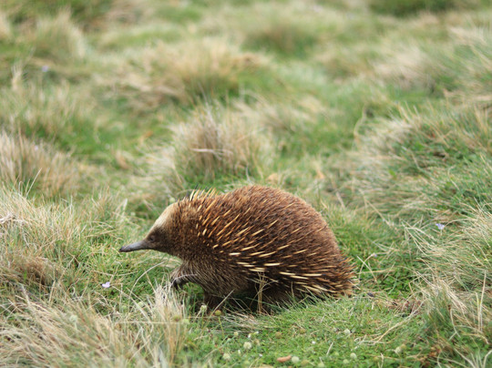 Wild Escapes Tasmania-霍巴特必去景点