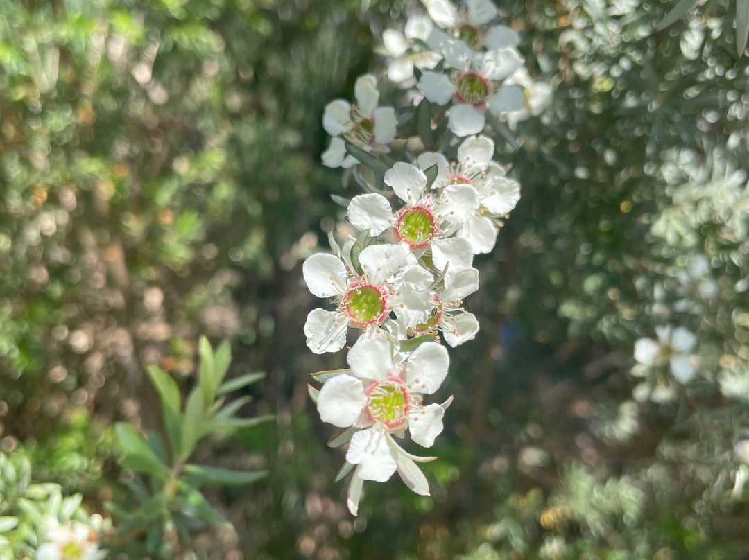 Melton Botanic Garden景点图片