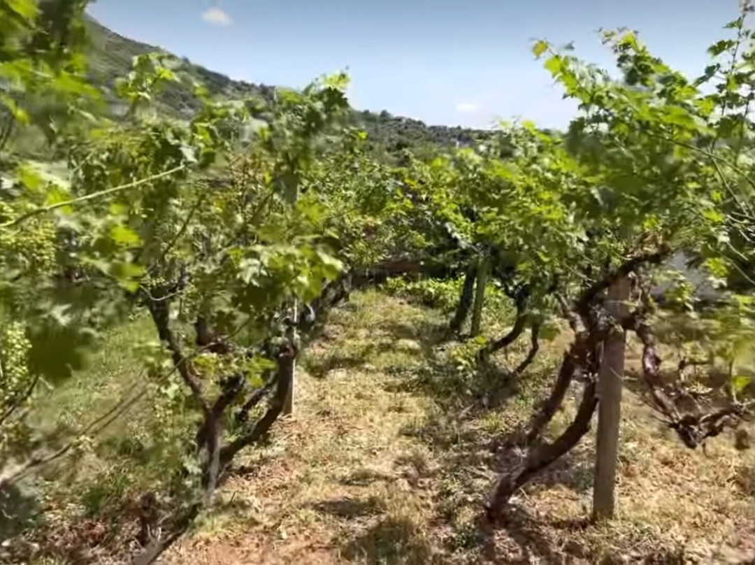 Fabrika E Verës Dea Delvinë-Delvine必去景点