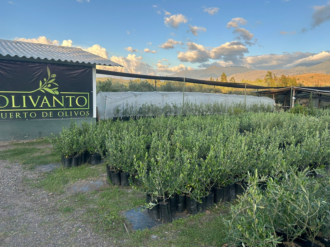 Huerto Olivanto