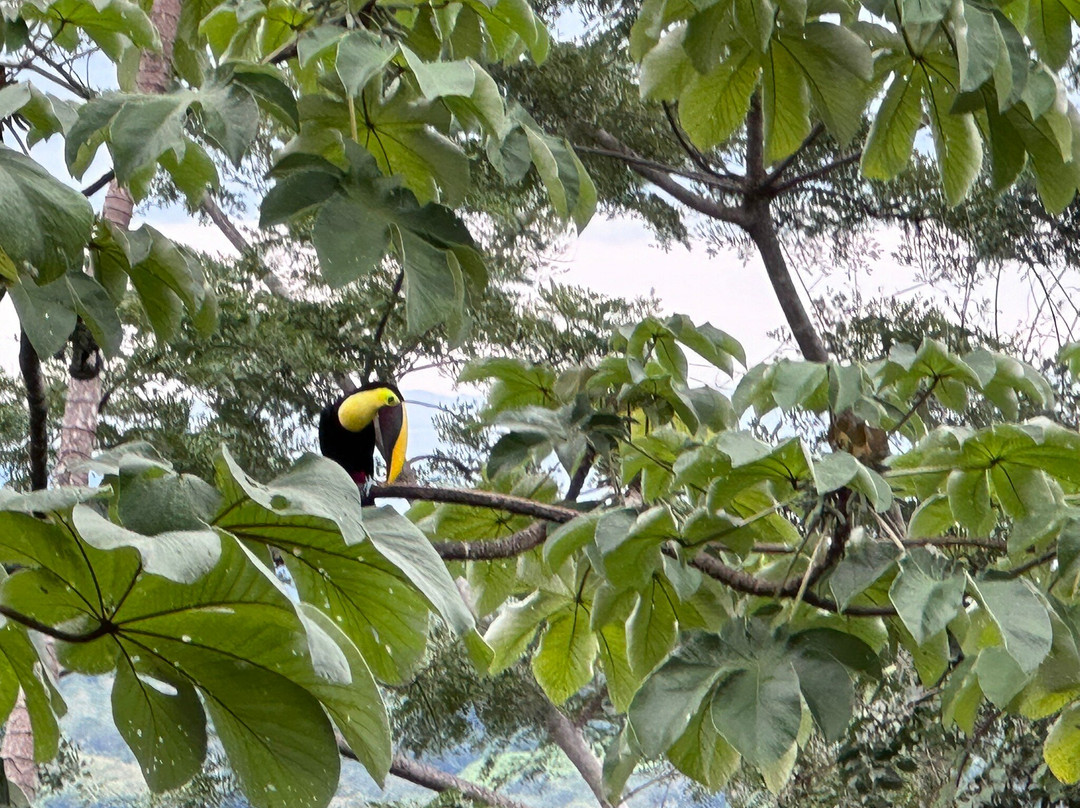 Canopy del Pacifico Mal Pais景点图片