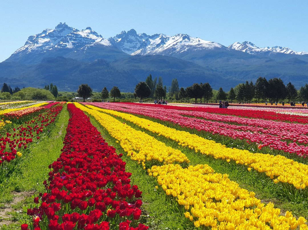 Campo De Tulipanes景点图片