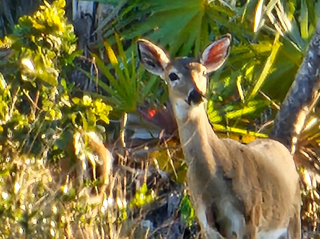National Key Deer Refuge-Big Pine Key必去景点
