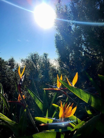 Self Realization Fellowship Hermitage & Meditation Gardens-恩西尼塔斯必去景点