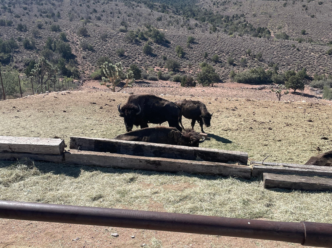 Grand Canyon Western Ranch-Meadview必去景点