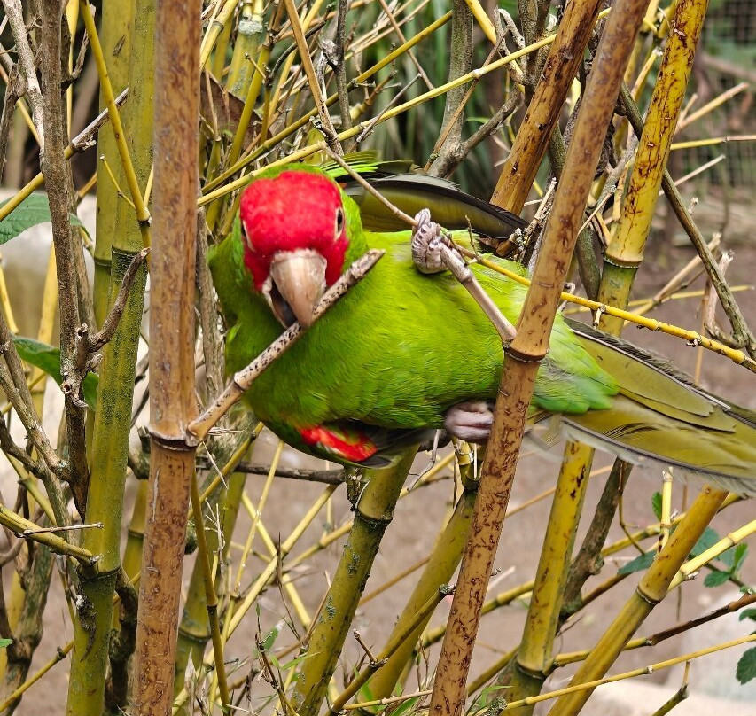 AMARU Bioparque Cuenca Zoologico景点图片
