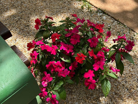 Mangút Restaurante E Café主图