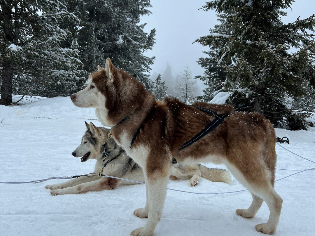 Huskysleddog景点图片