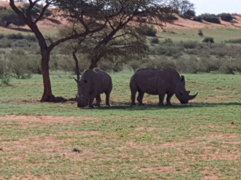 Elikya Safaris Tour-温德和克必去景点