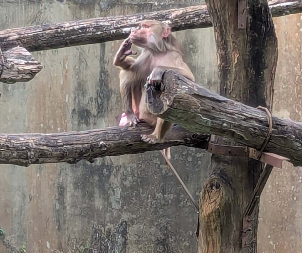 Dehiwala Zoo景点图片