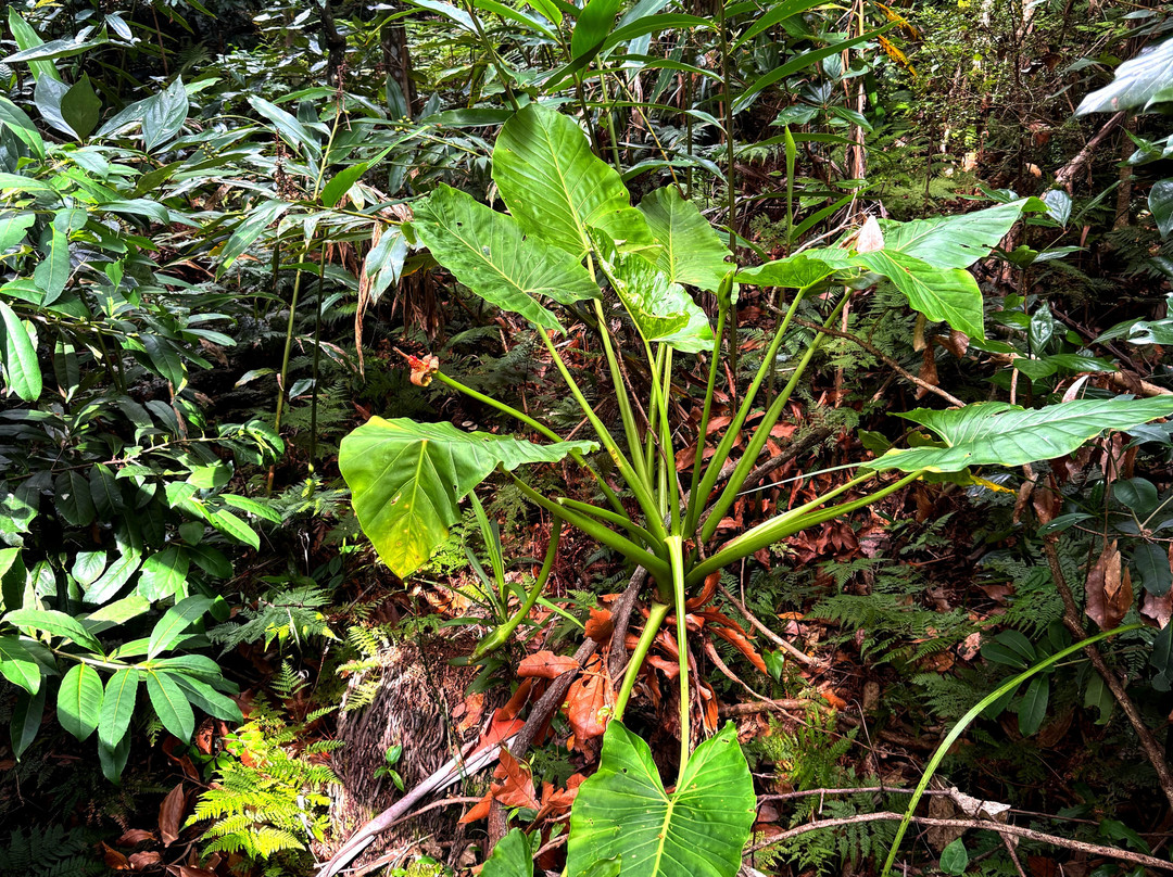 Sea Acres Rainforest Centre Port Macquarie-麦克夸利港必去景点