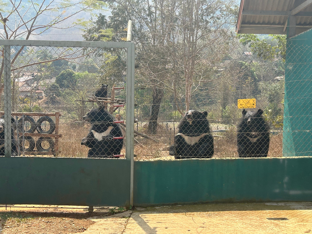 Free the Bears景点图片