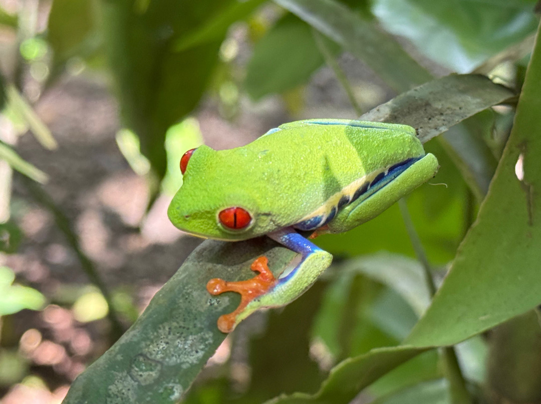 Guanacaste Traveler-Filadelfia必去景点