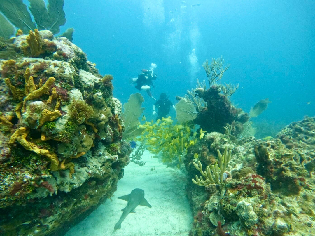 King Scuba Dive Center-从莫雷洛斯港必去景点