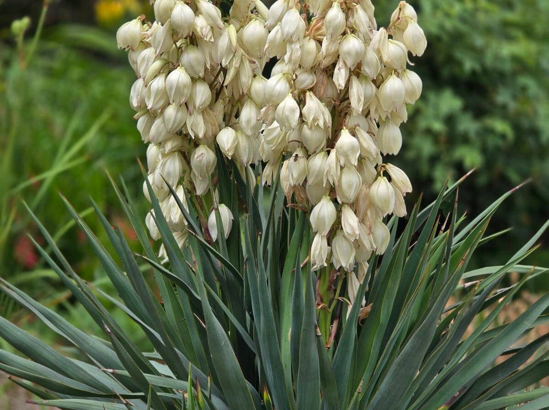 Hotel Kalvachevi主图