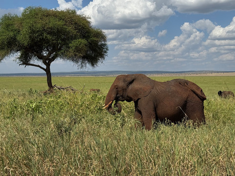 Venture Harmony Safaris Ltd.-阿鲁沙必去景点