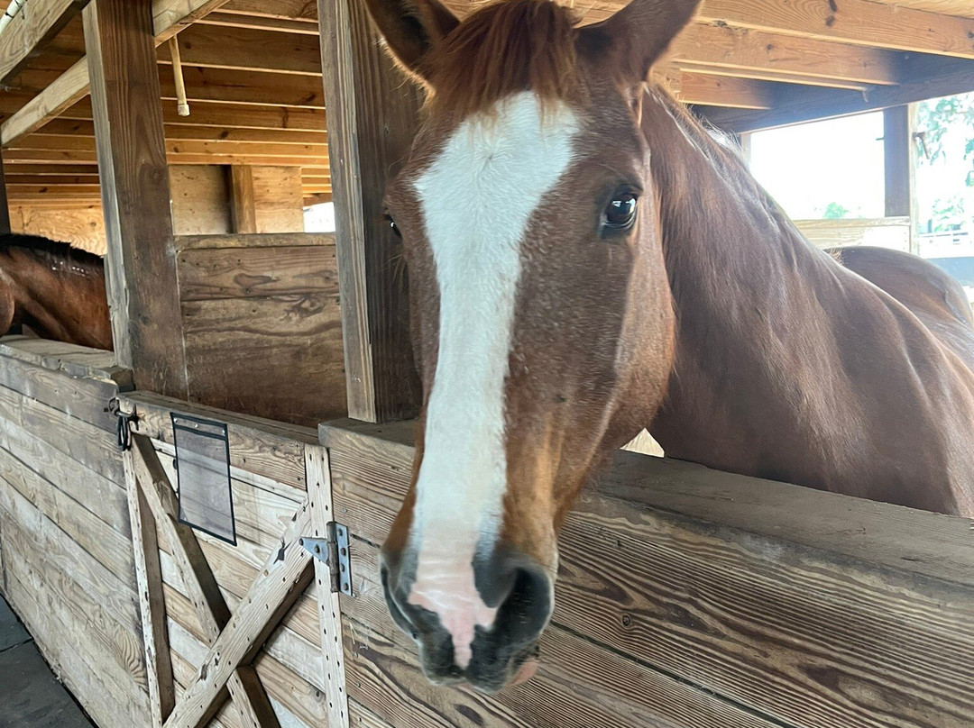 Wild Horse Rescue Center-Webster必去景点