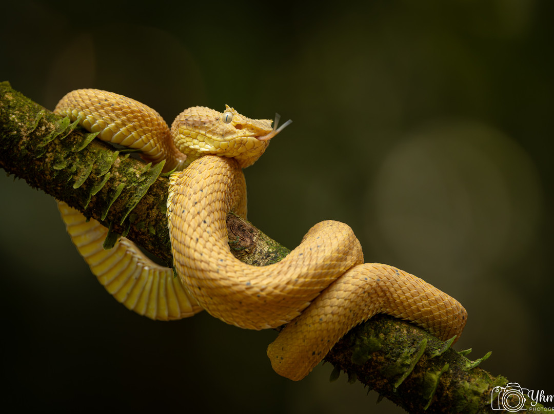 Frogs Heaven-Horquetas必去景点