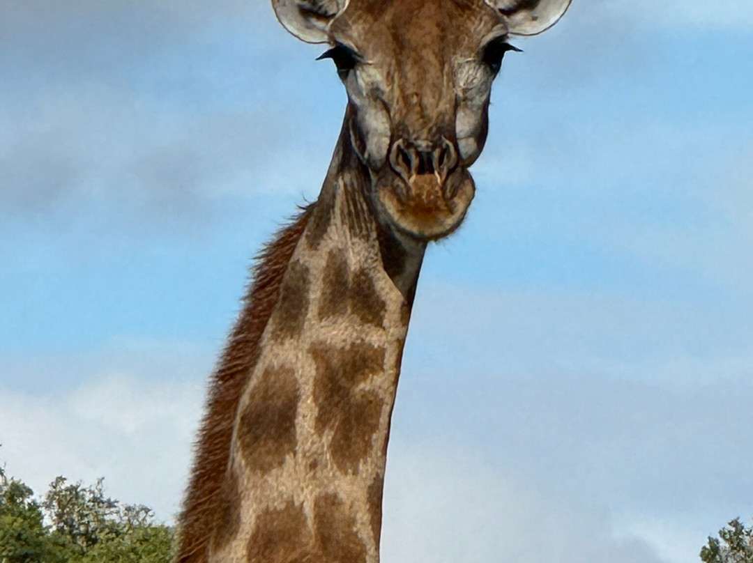 Shamwari Private Game Reserve-伊丽莎白港必去景点