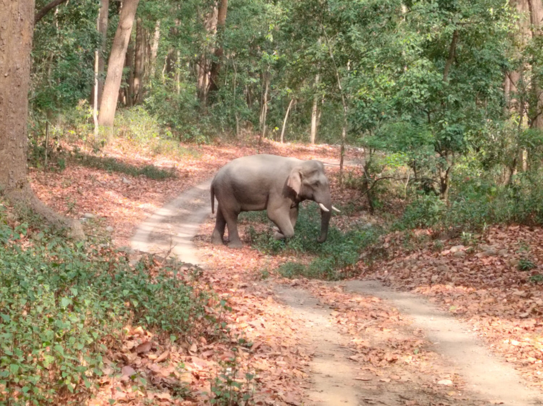 Jungle Safaris by Banzaara Travels景点图片