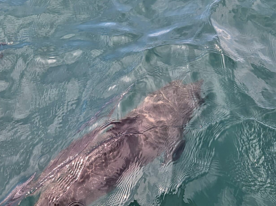 Changing Tide Tours-希门尼斯港必去景点