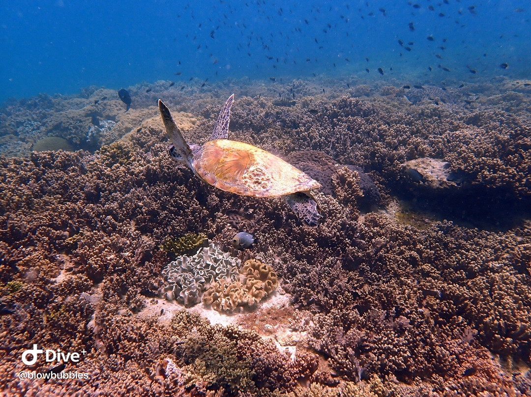 Extra Divers Sifah-As Sifah必去景点