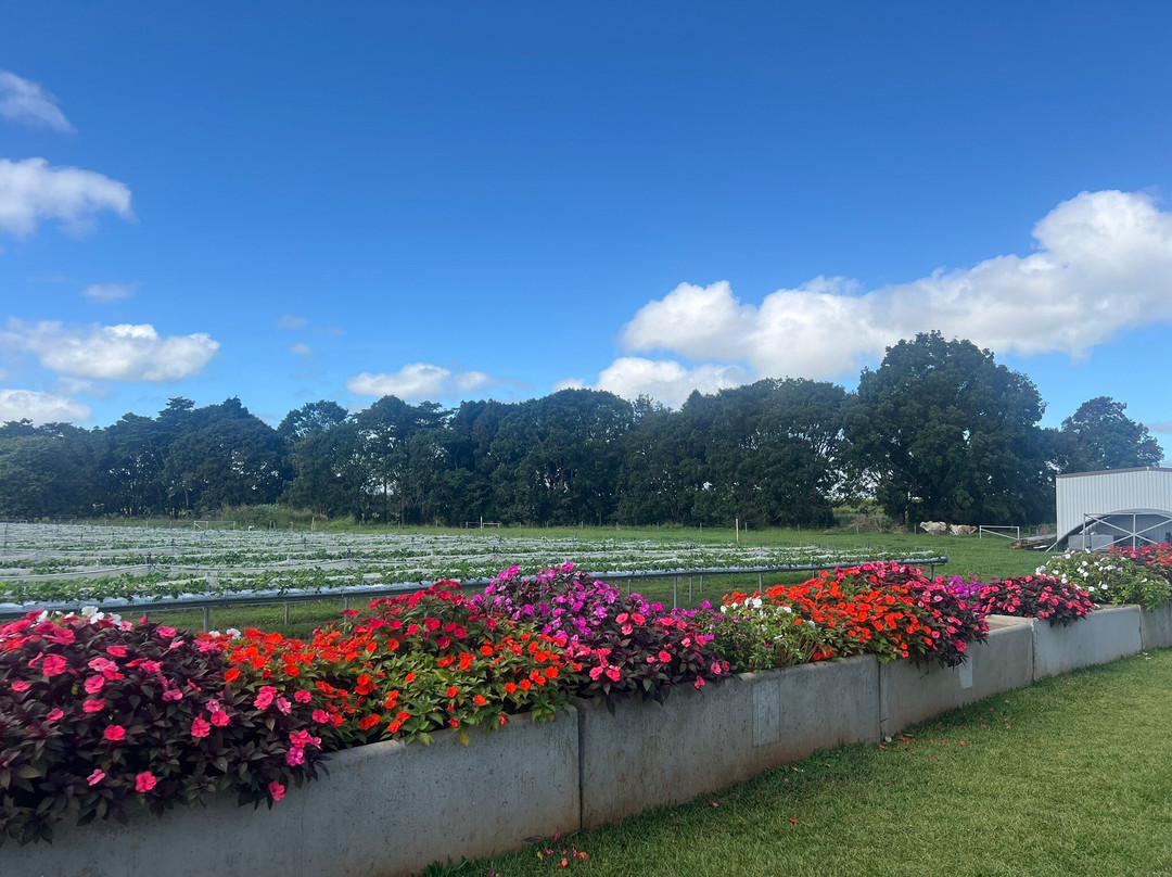 Shaylee Strawberries- 阿瑟顿必去景点